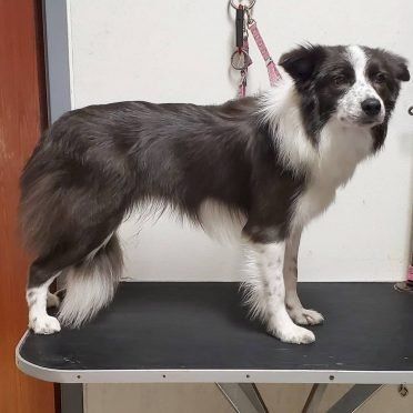 estetica canina en Zacatlan