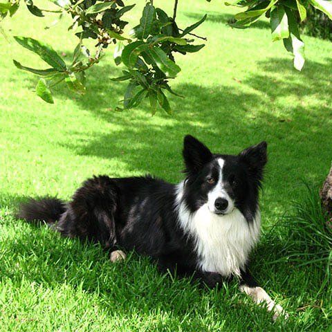 criadero border collie en mexico