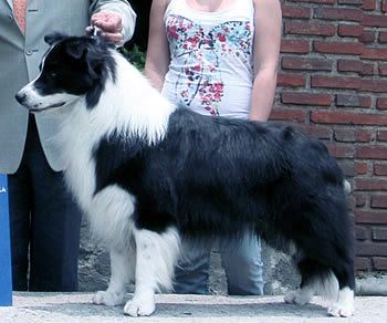 venta de perros border collie