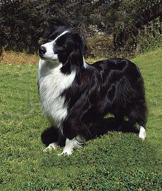border collie en venta