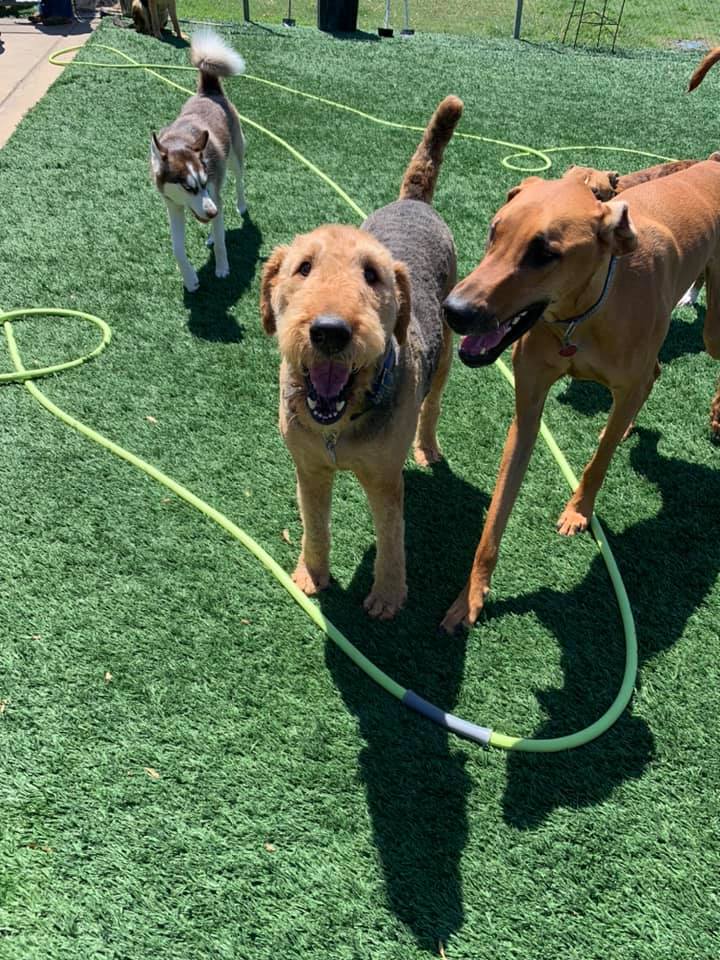 A group of dogs are standing on top of a lush green field.