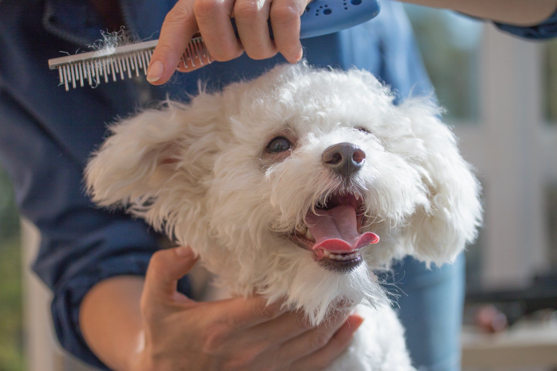 A person is brushing a small white dog with a brush.