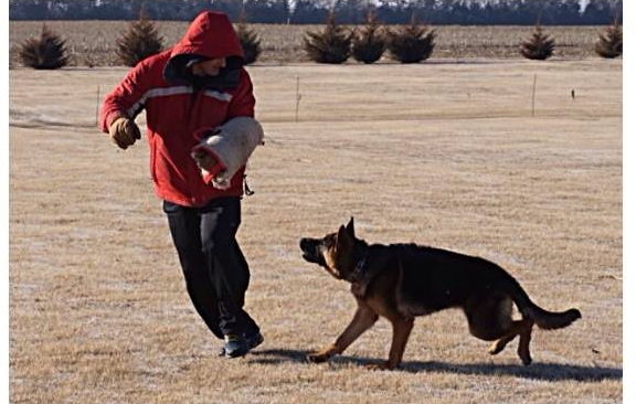 A man in a red jacket is playing with a german shepherd