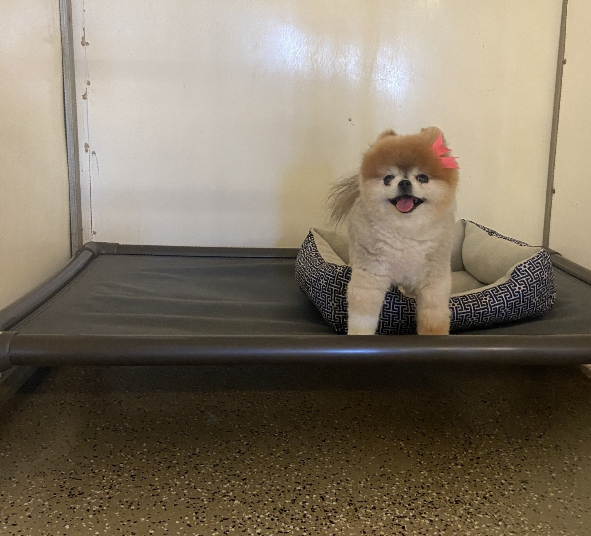 A small dog with a pink bow on its head is sitting on a dog bed