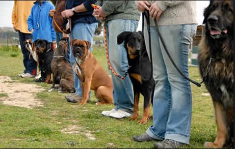 A group of people standing next to each other with their dogs on leashes.