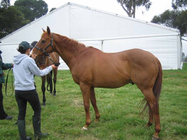 Mare Horse Breed — Cranbourne, VIC — GC Horse Transport