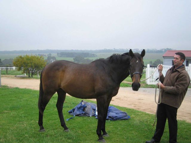 Horse Breed — Cranbourne, VIC — GC Horse Transport