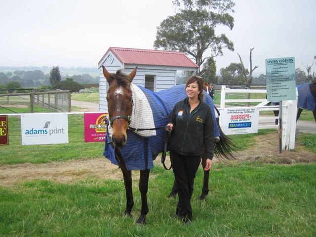 Thoroughbred Horse Breed — Cranbourne, VIC — GC Horse Transport