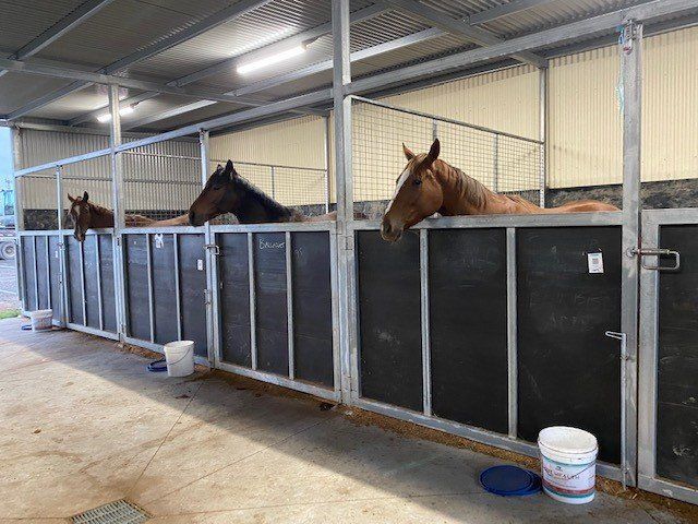 Horses At Cage — Cranbourne, VIC — GC Horse Transport