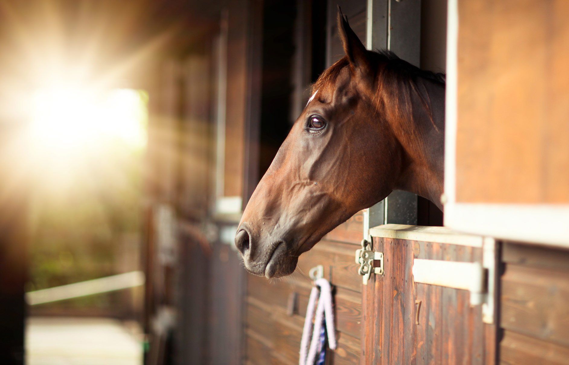 Horse Loading Into A Horse Trailer — Cranbourne, VIC — GC Horse Transport