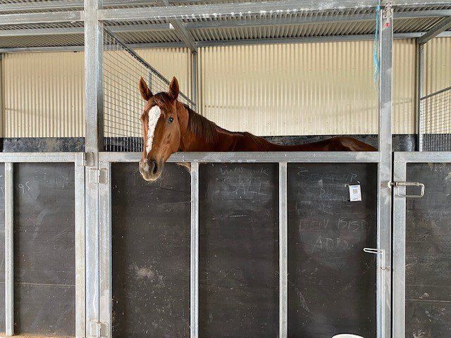 Horse At Depot — Cranbourne, VIC — GC Horse Transport