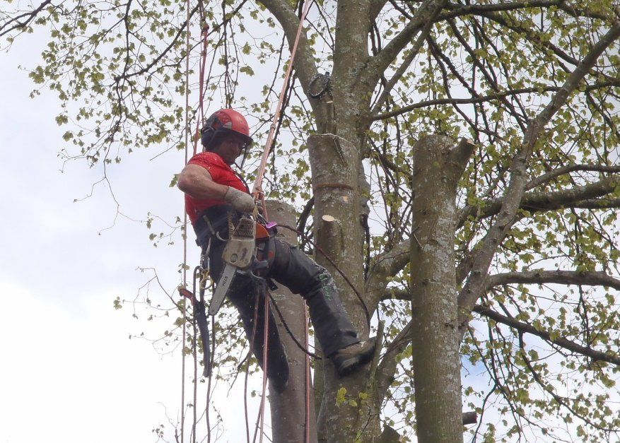 Tree care by New Ways Landscaping