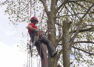 Tree Services by New Ways Landscaping
