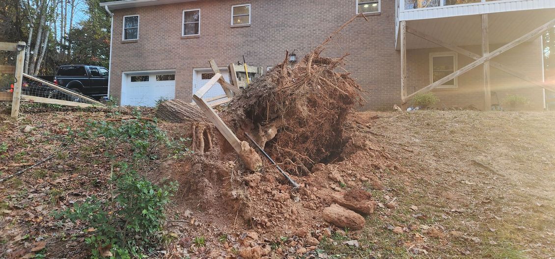 Storm damaged tree stump