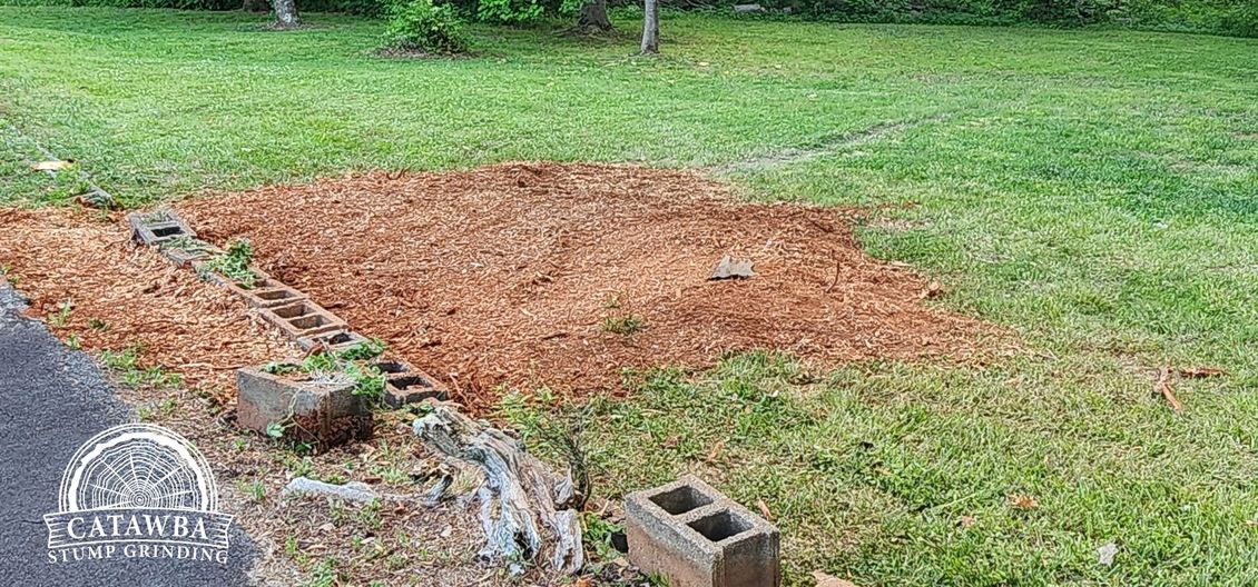 after photo of removal of the uprooted pine stump.