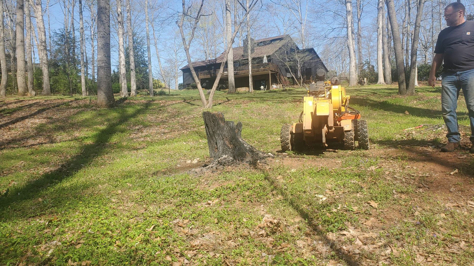 Stump in the back yard.