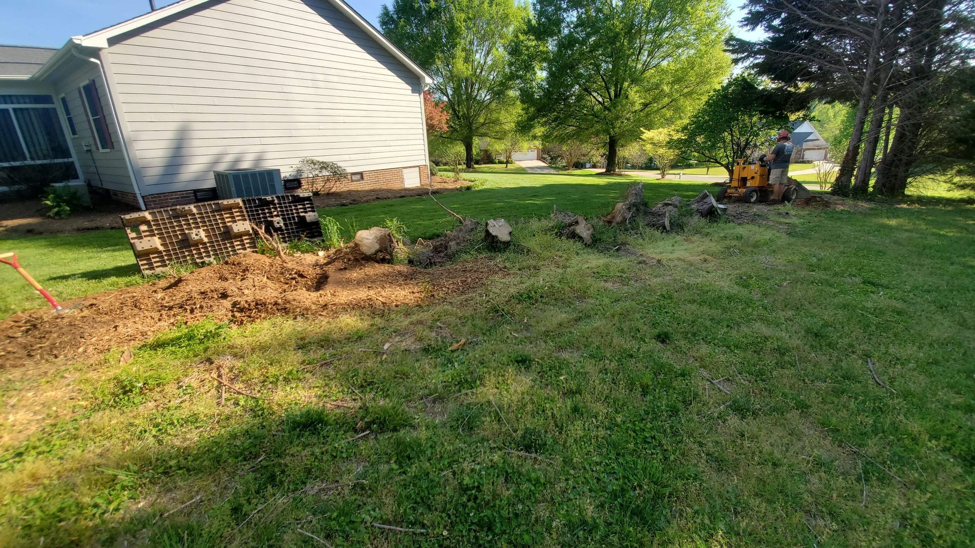 Row of Leyland stumps before grinding.