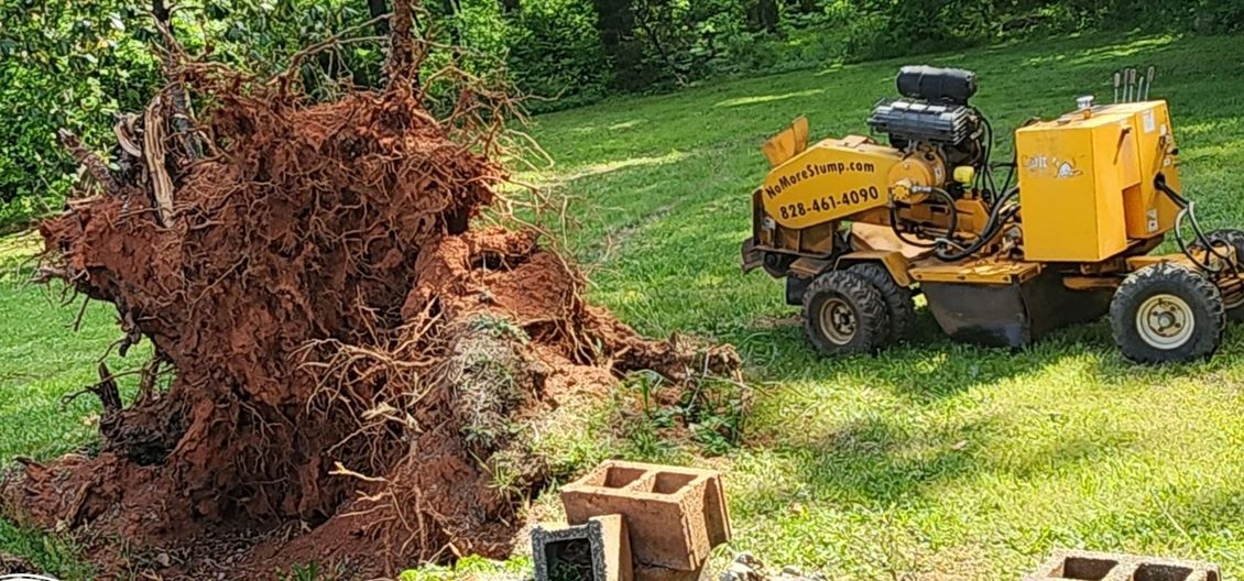 Uprooted pine stump