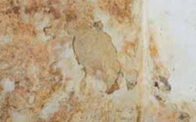 risanamento vecchi edifici