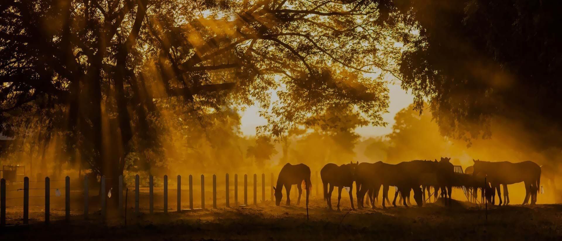 Weide mit Pferden bei Sonnenschein in Bramsche