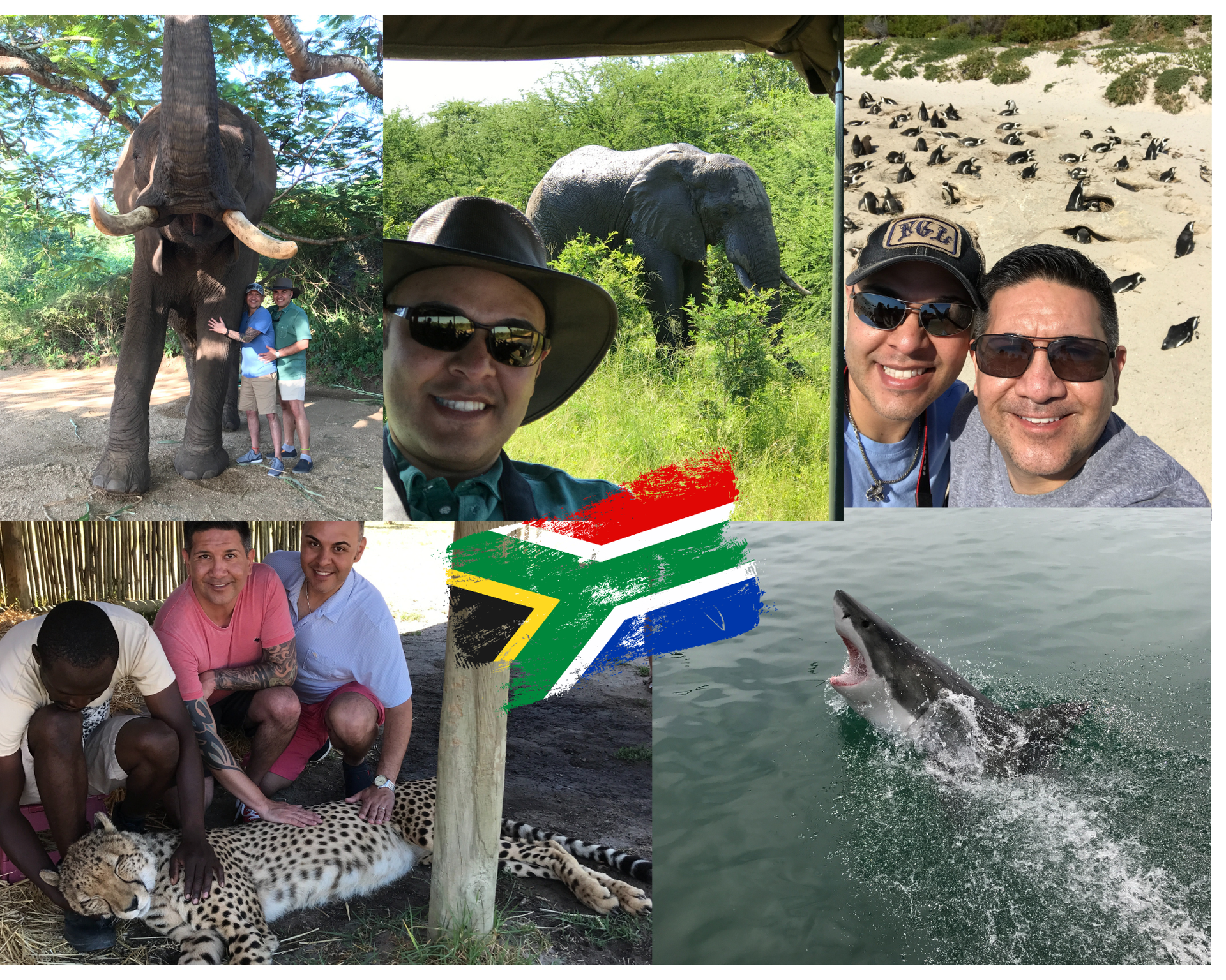 Collage: People with elephants, penguins, cheetahs, and shark in South Africa.