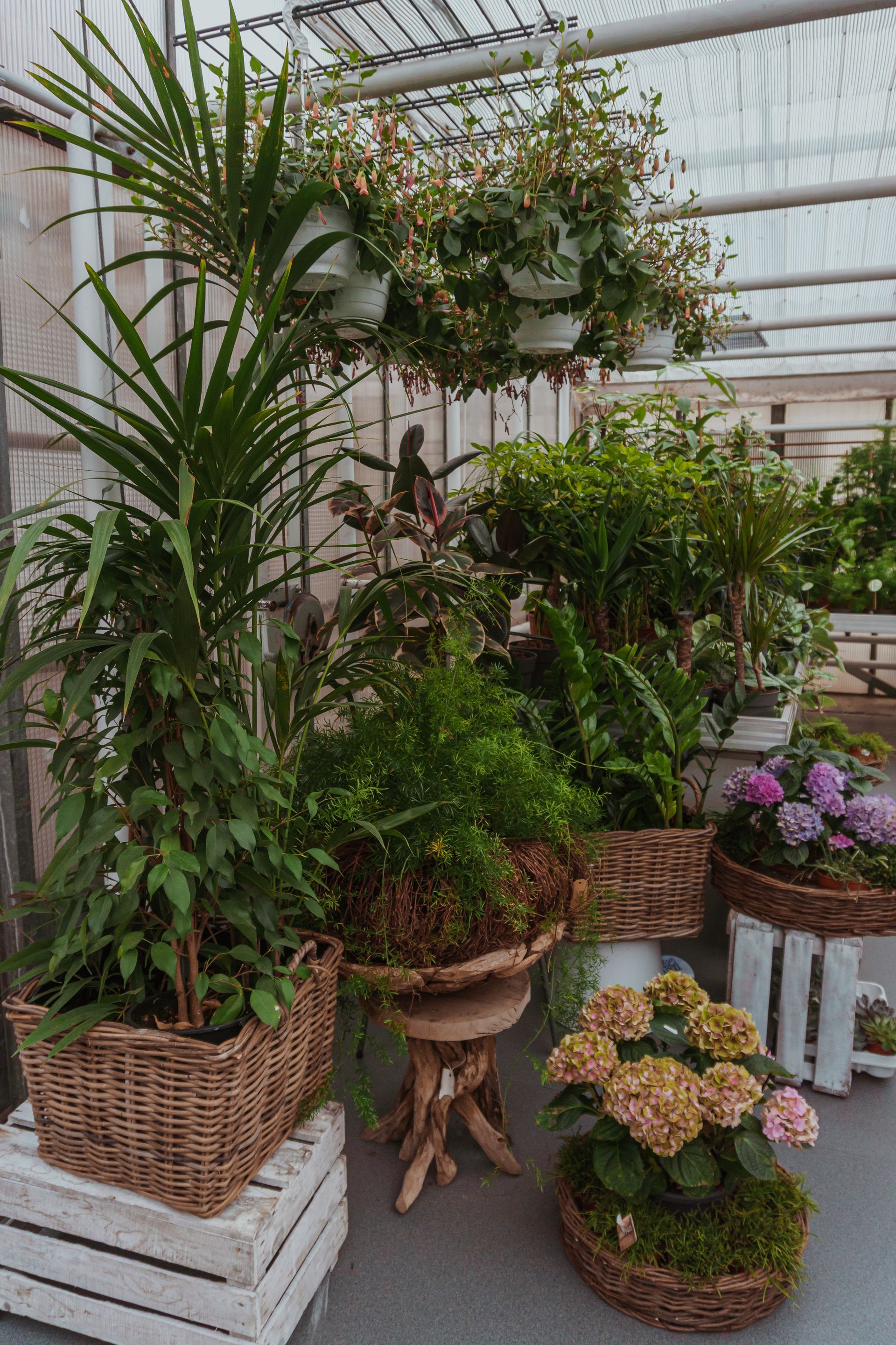 Ein Gewächshaus voller Topfpflanzen und Blumen.