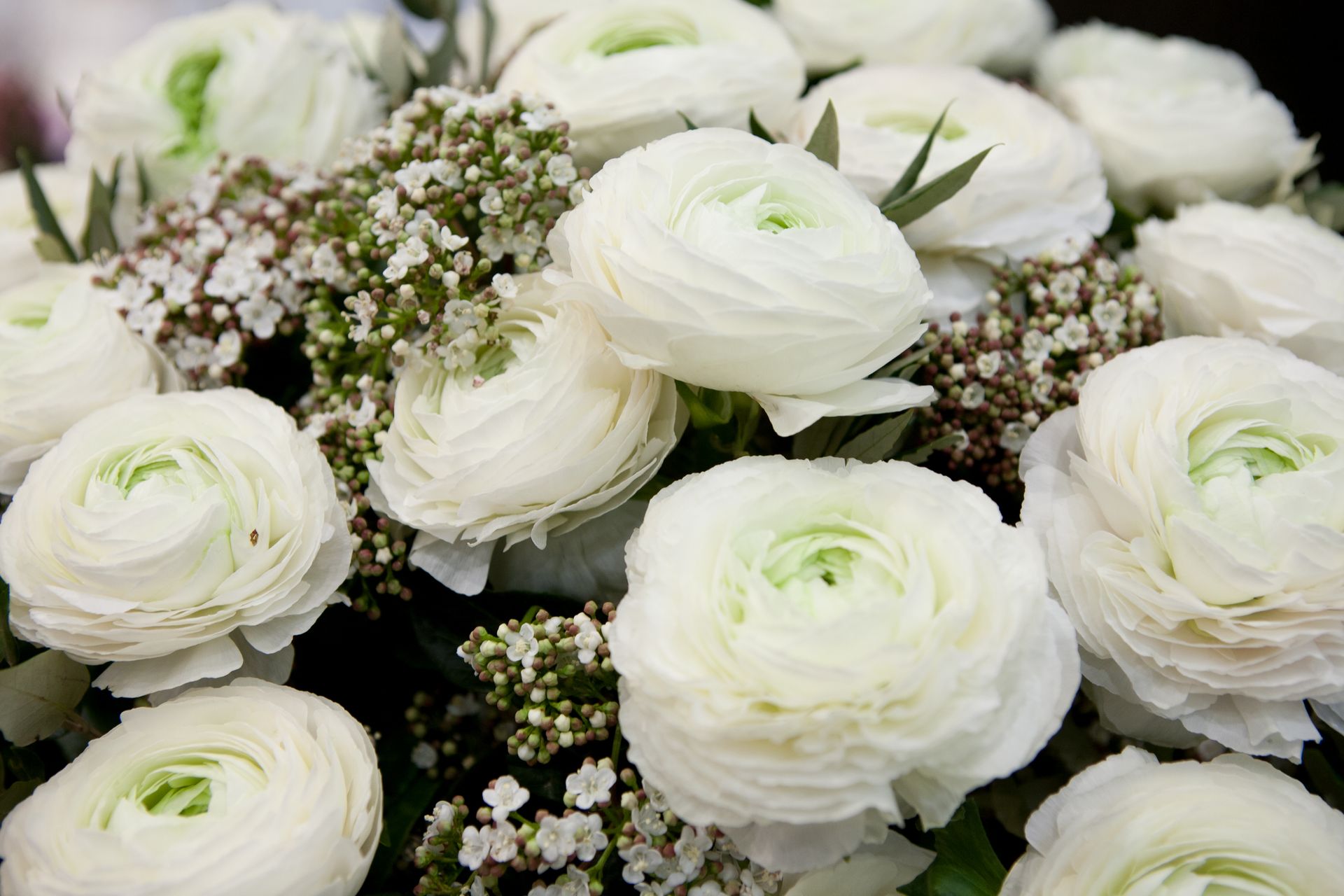 Eine Nahaufnahme eines Straußes weißer Blumen mit grünen Blättern.