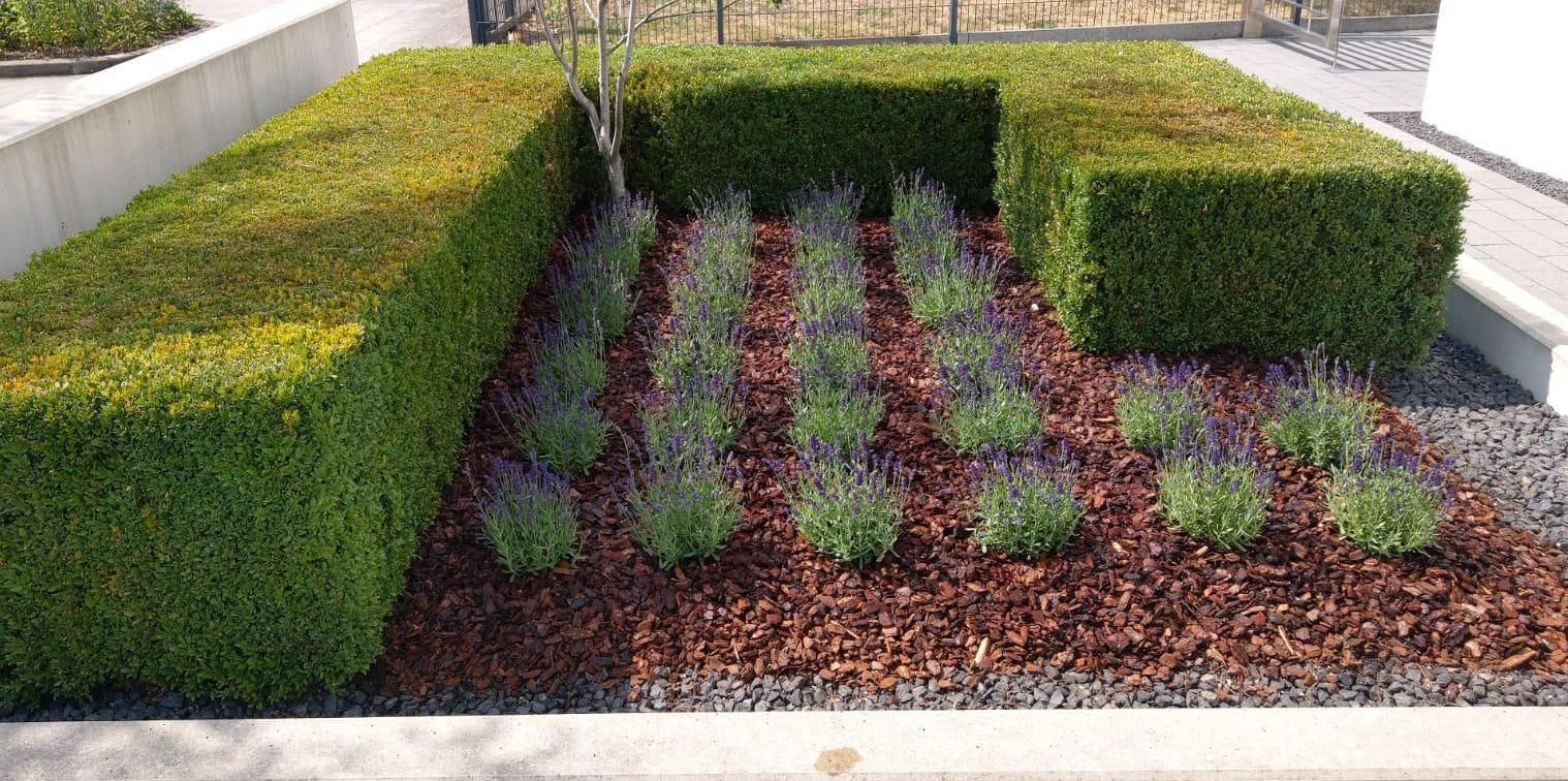 Ein Garten mit vielen Pflanzen und Sträuchern