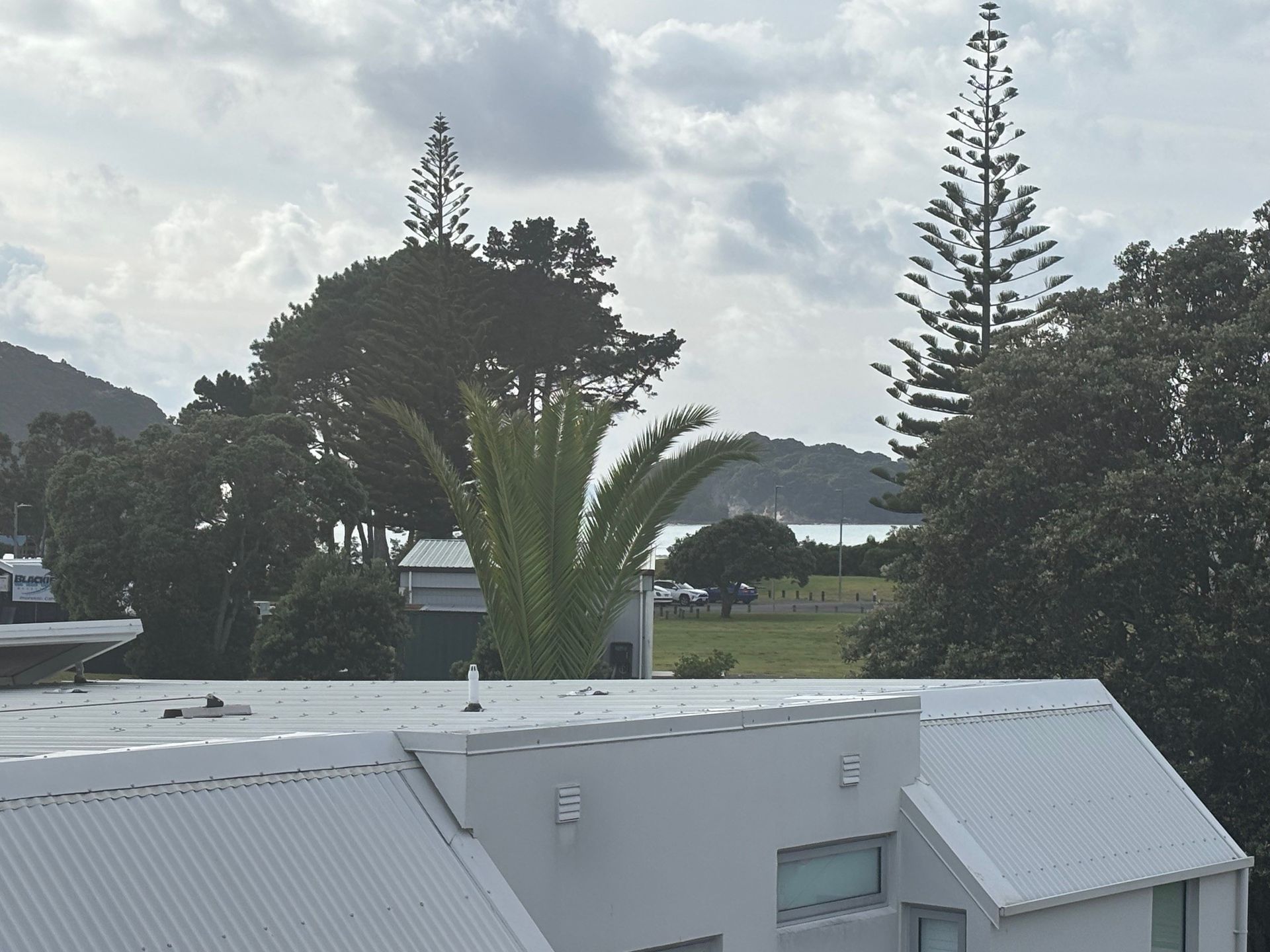 Rooftops with palm trees and tall evergreens against a cloudy sky, with ocean visible in the distance