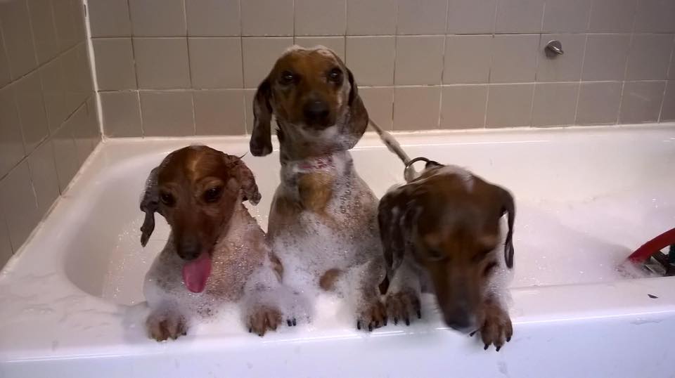 Dachshund Dogs — Hephzibah, GA — Springwood Pet Boarding & Grooming