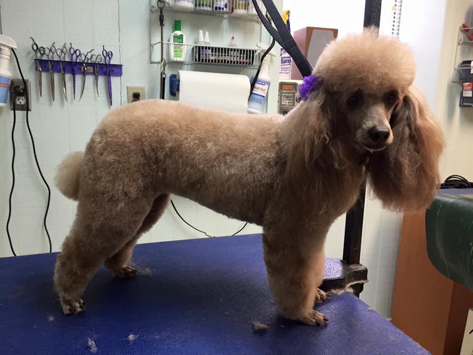 Poodle Inside the Clinic — Hephzibah, GA — Springwood Pet Boarding & Grooming