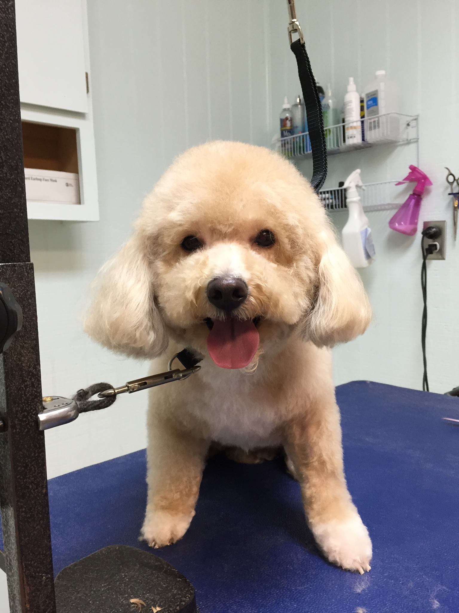 Golden Brown Shih Tzu — Hephzibah, GA — Springwood Pet Boarding & Grooming