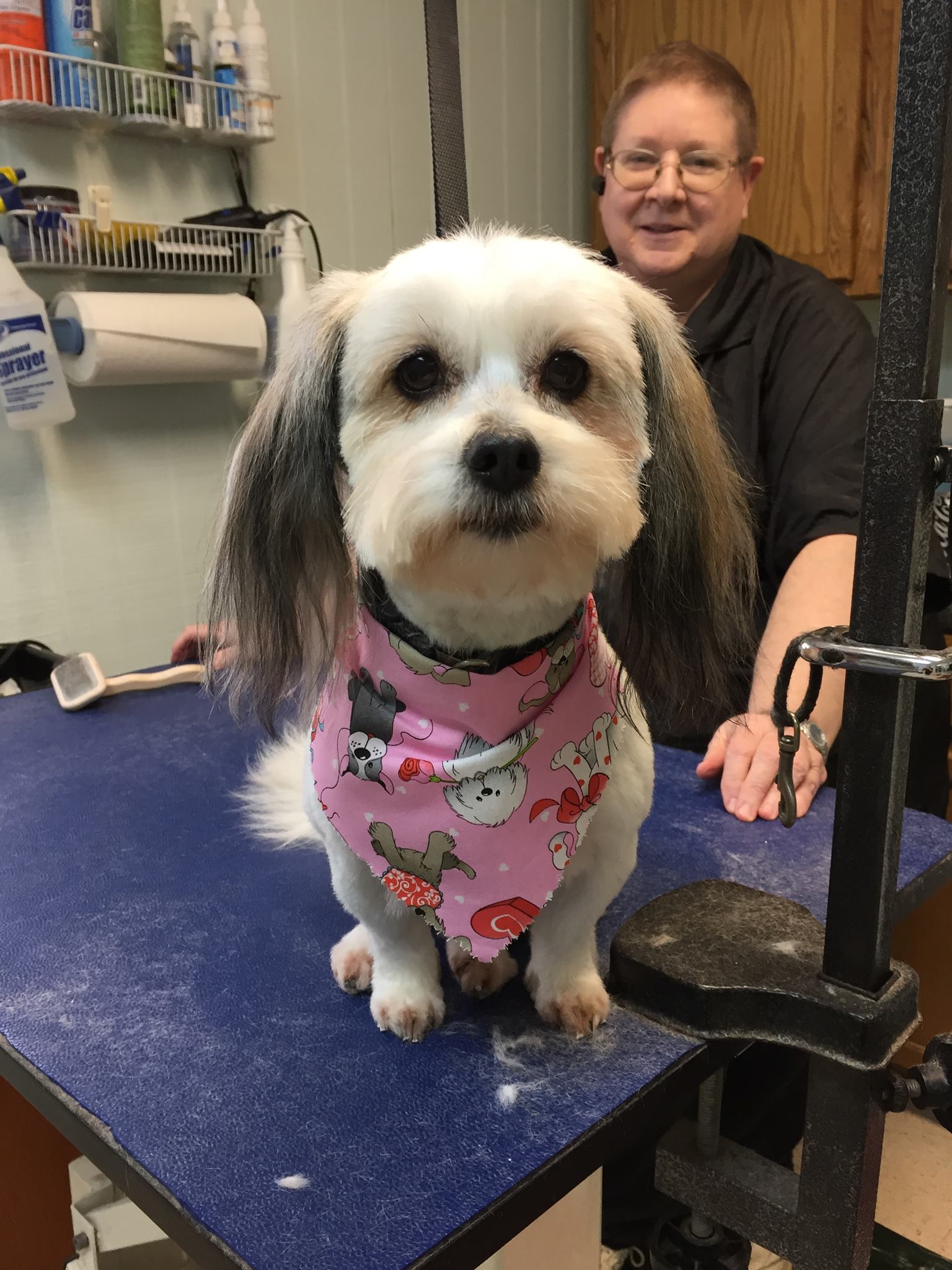 Shih Tzu Dog — Hephzibah, GA — Springwood Pet Boarding & Grooming