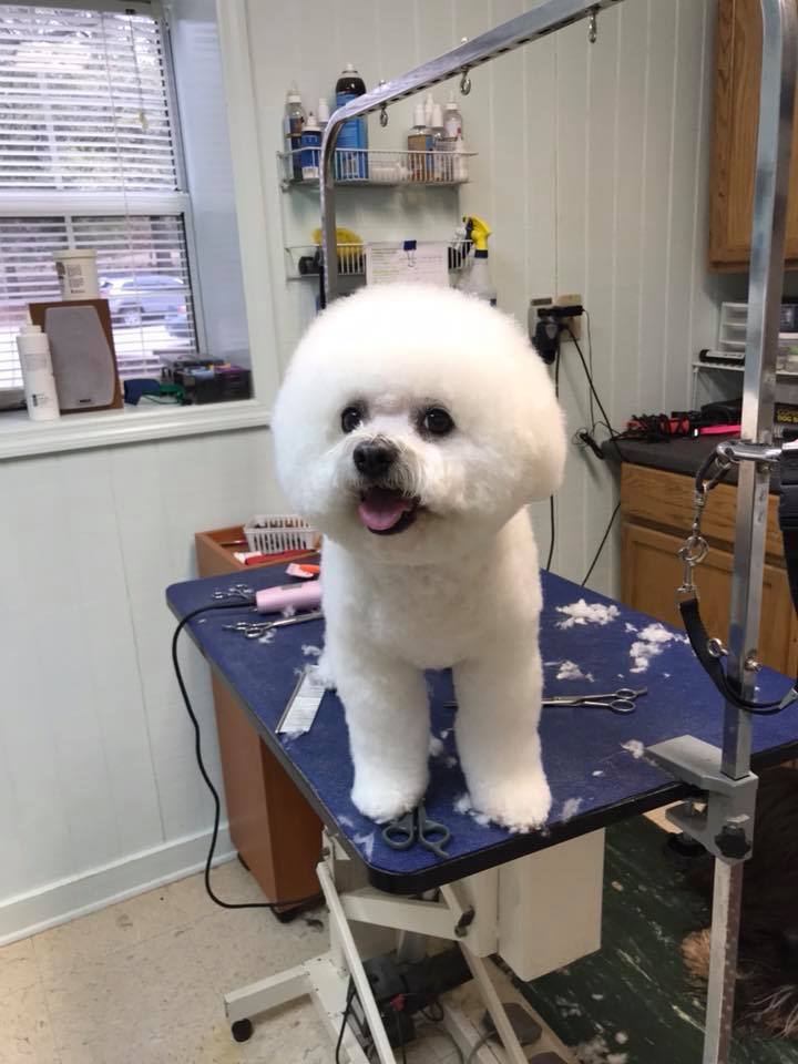 Bichon Frise Dog — Hephzibah, GA — Springwood Pet Boarding & Grooming