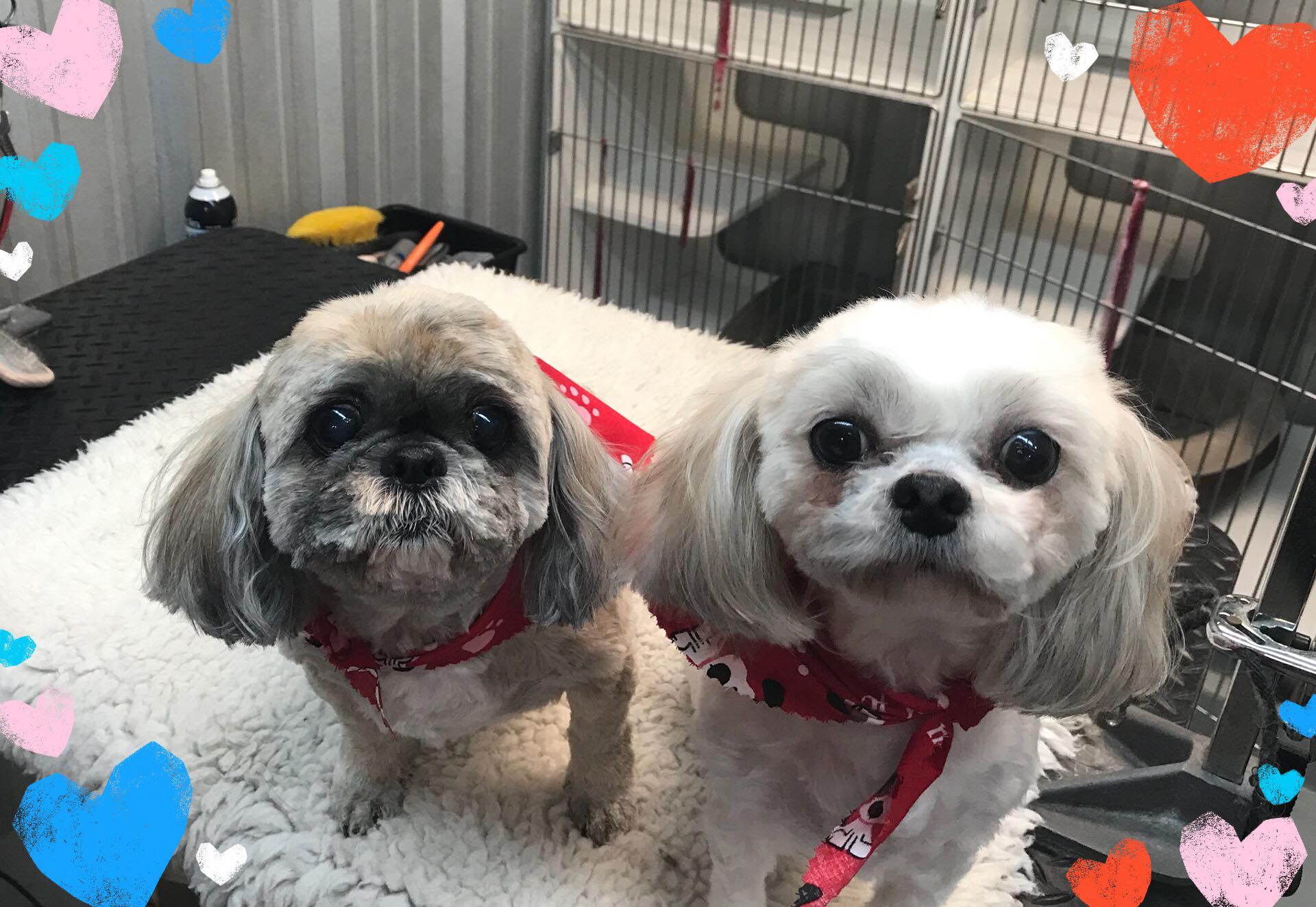 Pet Groomer Hephzibah, GA Springwood Pet Boarding & Grooming