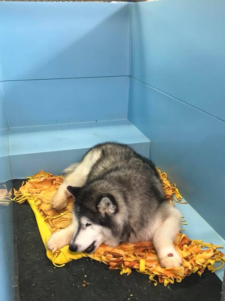 Black Husky — Hephzibah, GA — Springwood Pet Boarding & Grooming