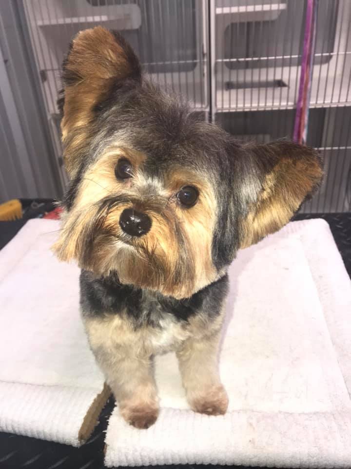Trim Haired Shih Tzu — Hephzibah, GA — Springwood Pet Boarding & Grooming