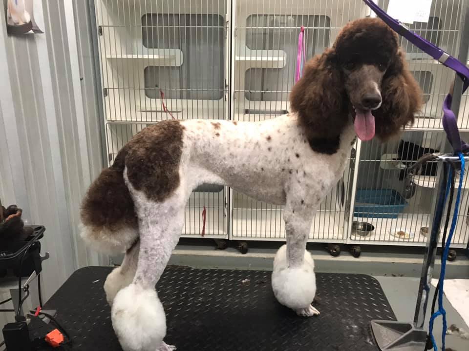 Trimmed Poodle — Hephzibah, GA — Springwood Pet Boarding & Grooming