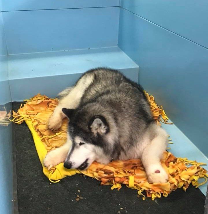 Cute Siberian Husky Dog — Hephzibah, GA — Springwood Pet Boarding & Grooming