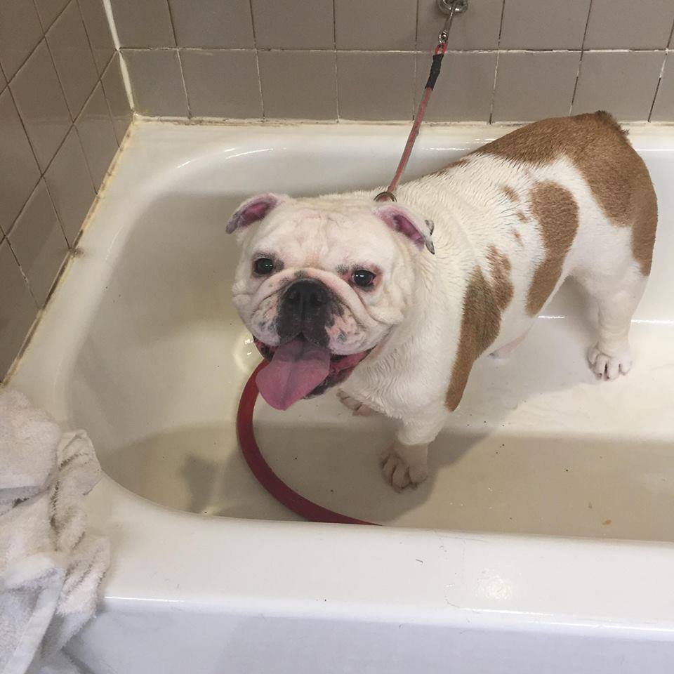 Bulldog on Bathtub — Hephzibah, GA — Springwood Pet Boarding & Grooming
