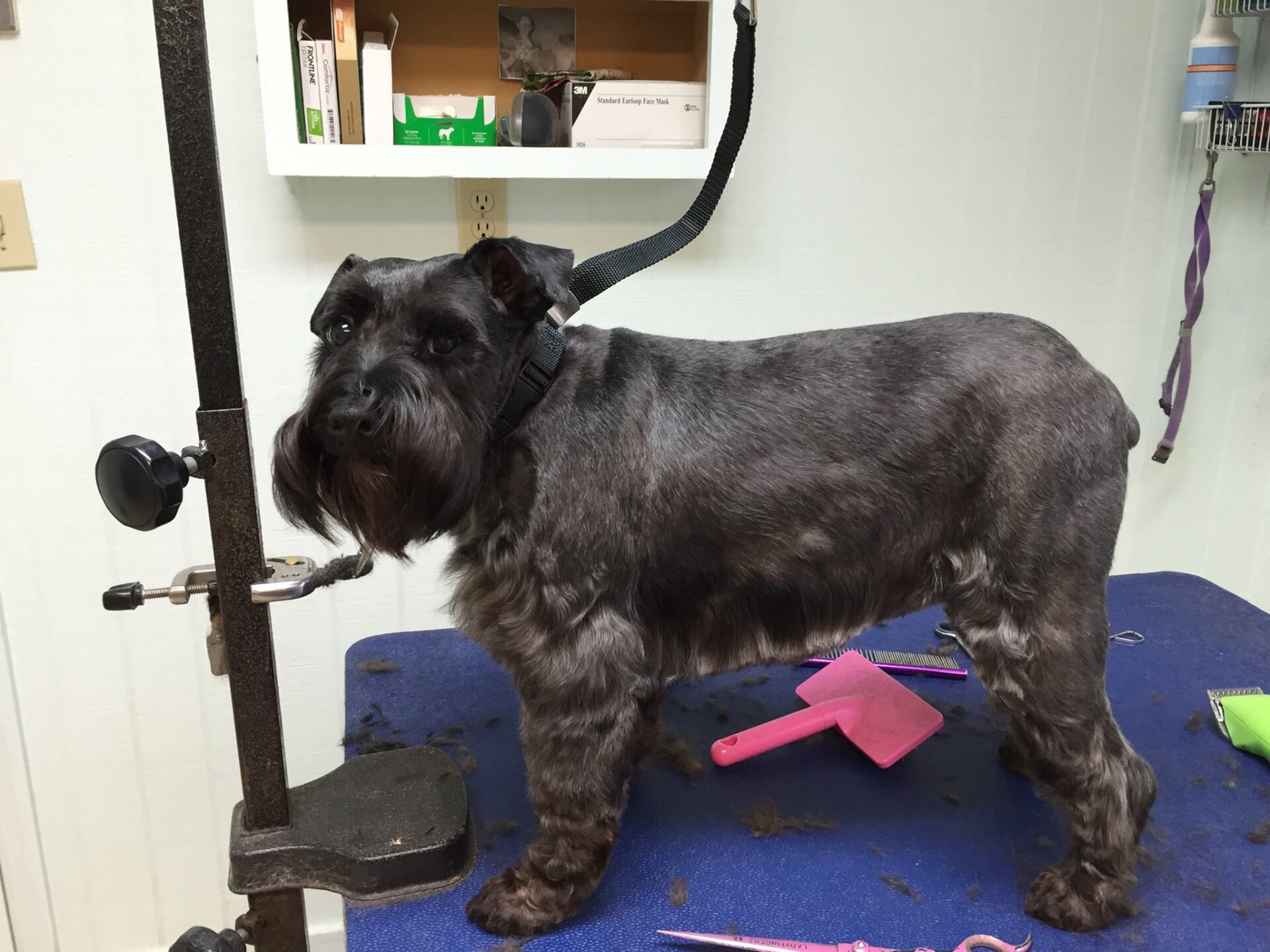 Black Dog De-Shedding — Hephzibah, GA — Springwood Pet Boarding & Grooming