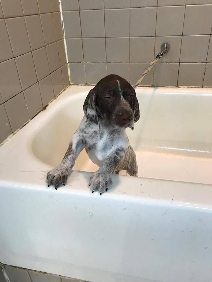German Shorthaired Pointer — Hephzibah, GA — Springwood Pet Boarding & Grooming