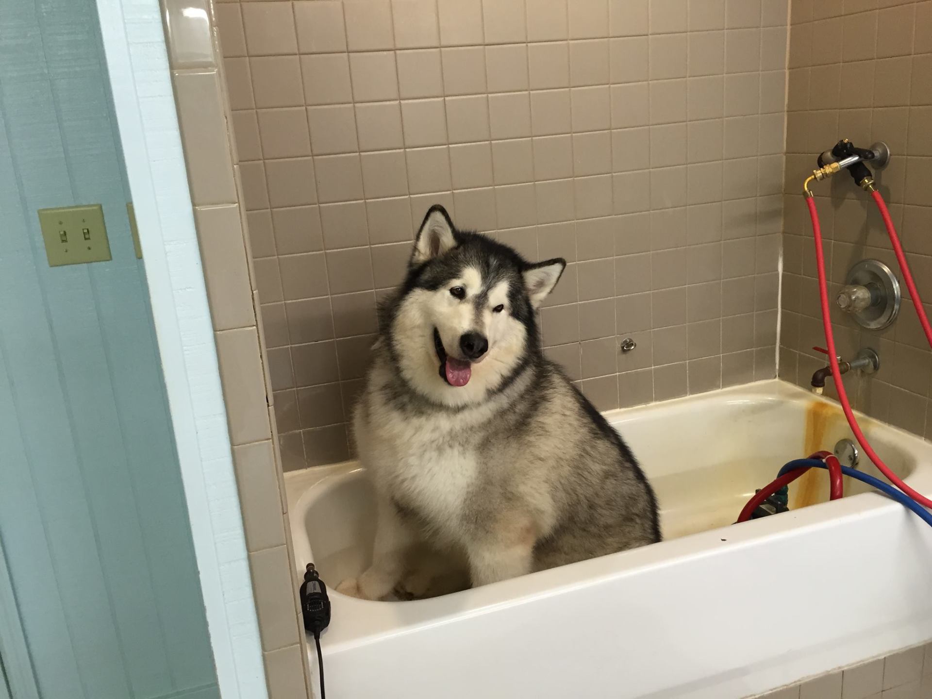 Siberian Husky on Bathtub — Hephzibah, GA — Springwood Pet Boarding & Grooming