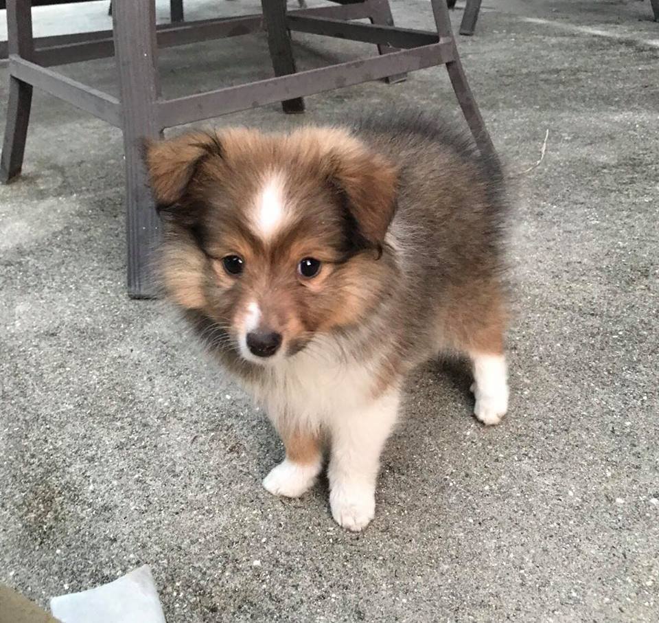 Cute Little Puppy — Hephzibah, GA — Springwood Pet Boarding & Grooming