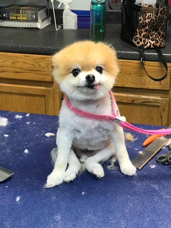 Pet Groomer Hephzibah, GA Springwood Pet Boarding & Grooming