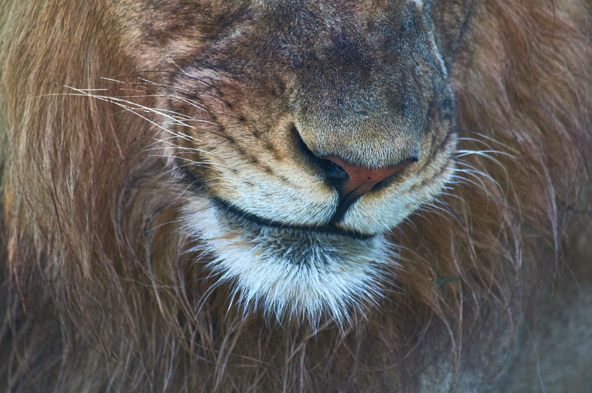 лев улыбается фото