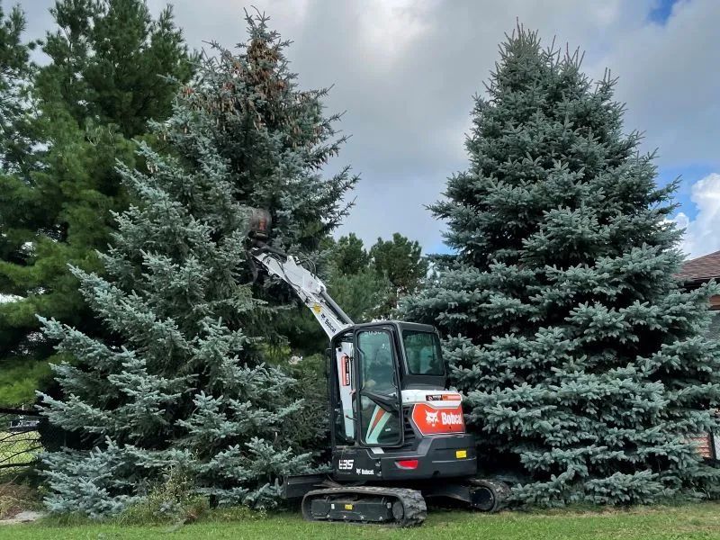 A bobcat tractor is cutting down a pine tree