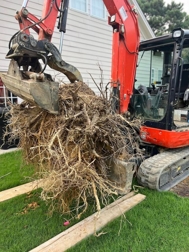 A red excavator is scooping up a pile of roots from a tree.