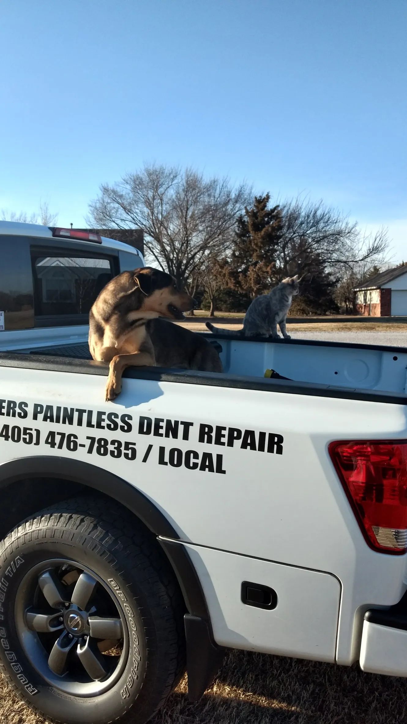 A dog is sitting in the back of a truck that says painless dent repair