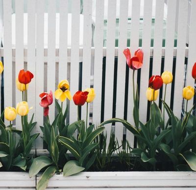White fence and flowers